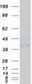CRELD1 Protein - Purified recombinant protein CRELD1 was analyzed by SDS-PAGE gel and Coomassie Blue Staining