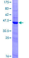 CREM / ICER Protein - 12.5% SDS-PAGE of human CREM stained with Coomassie Blue