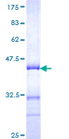 CREM / ICER Protein - 12.5% SDS-PAGE Stained with Coomassie Blue.