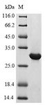 CRF2-12 / IL28RA Protein - (Tris-Glycine gel) Discontinuous SDS-PAGE (reduced) with 5% enrichment gel and 15% separation gel.