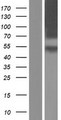 CRFR1 / CRHR1 Protein - Western validation with an anti-DDK antibody * L: Control HEK293 lysate R: Over-expression lysate