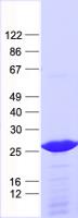 CRH / CRF Protein