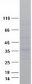 CRHBP Protein - Purified recombinant protein CRHBP was analyzed by SDS-PAGE gel and Coomassie Blue Staining