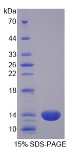 CRIP1 Protein - Recombinant Cysteine Rich Protein 1, Intestinal By SDS-PAGE