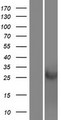 CRISP1 Protein - Western validation with an anti-DDK antibody * L: Control HEK293 lysate R: Over-expression lysate