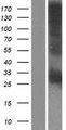 CRISP2 / TSP1 Protein - Western validation with an anti-DDK antibody * L: Control HEK293 lysate R: Over-expression lysate