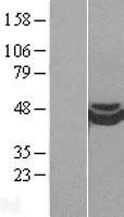 CRISPLD1 Protein - Western validation with an anti-DDK antibody * L: Control HEK293 lysate R: Over-expression lysate