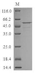 CRISPLD2 Protein - (Tris-Glycine gel) Discontinuous SDS-PAGE (reduced) with 5% enrichment gel and 15% separation gel.