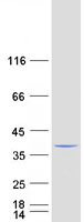 CRKL Protein - Purified recombinant protein CRK was analyzed by SDS-PAGE gel and Coomassie Blue Staining