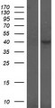 CRLF1 Protein - Western validation with an anti-DDK antibody * L: Control HEK293 lysate R: Over-expression lysate