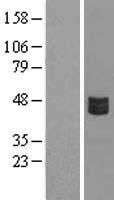 CRLF3 Protein - Western validation with an anti-DDK antibody * L: Control HEK293 lysate R: Over-expression lysate