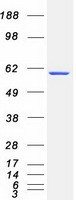 CRMP1 Protein - Purified recombinant protein CRMP1 was analyzed by SDS-PAGE gel and Coomassie Blue Staining