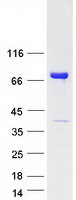 CRNN / Cornulin Protein - Purified recombinant protein CRNN was analyzed by SDS-PAGE gel and Coomassie Blue Staining