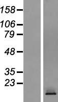 CRTAM Protein - Western validation with an anti-DDK antibody * L: Control HEK293 lysate R: Over-expression lysate