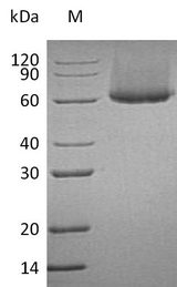 CRTAM Protein - (Tris-Glycine gel) Discontinuous SDS-PAGE (reduced) with 5% enrichment gel and 15% separation gel.