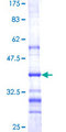 CRTAP Protein - 12.5% SDS-PAGE Stained with Coomassie Blue.