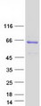 CRTAP Protein - Purified recombinant protein CRTAP was analyzed by SDS-PAGE gel and Coomassie Blue Staining