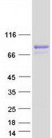 CRTC1 / MECT1 / TORC1 Protein - Purified recombinant protein CRTC1 was analyzed by SDS-PAGE gel and Coomassie Blue Staining