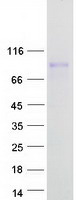 CRTC1 / MECT1 / TORC1 Protein - Purified recombinant protein CRTC1 was analyzed by SDS-PAGE gel and Coomassie Blue Staining