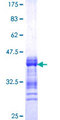 CRTC2 / TORC2 Protein - 12.5% SDS-PAGE Stained with Coomassie Blue.