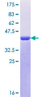 CRTC3 Protein - 12.5% SDS-PAGE Stained with Coomassie Blue.