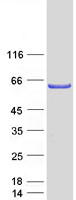 CRTR1 / TFCP2L1 Protein - Purified recombinant protein TFCP2L1 was analyzed by SDS-PAGE gel and Coomassie Blue Staining