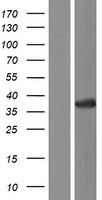 CRY Protein - Western validation with an anti-DDK antibody * L: Control HEK293 lysate R: Over-expression lysate