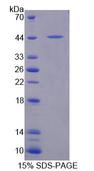 CRY1 Protein - Recombinant Cryptochrome 1 By SDS-PAGE