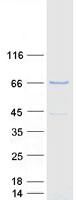 CRY2 Protein - Purified recombinant protein CRY2 was analyzed by SDS-PAGE gel and Coomassie Blue Staining