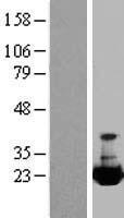 CRYAA / Alpha A Crystallin Protein - Western validation with an anti-DDK antibody * L: Control HEK293 lysate R: Over-expression lysate