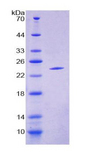 CRYAB / Alpha B Crystallin Protein - Recombinant  Crystallin Alpha B By SDS-PAGE