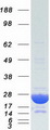 CRYAB / Alpha B Crystallin Protein - Purified recombinant protein CRYAB was analyzed by SDS-PAGE gel and Coomassie Blue Staining