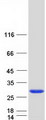 CRYBA2 Protein - Purified recombinant protein CRYBA2 was analyzed by SDS-PAGE gel and Coomassie Blue Staining