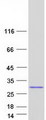 CRYBA2 Protein - Purified recombinant protein CRYBA2 was analyzed by SDS-PAGE gel and Coomassie Blue Staining