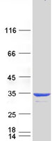 CRYBB1 Protein - Purified recombinant protein CRYBB1 was analyzed by SDS-PAGE gel and Coomassie Blue Staining