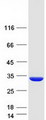 CRYBB3 Protein - Purified recombinant protein CRYBB3 was analyzed by SDS-PAGE gel and Coomassie Blue Staining