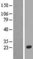 CRYGN Protein - Western validation with an anti-DDK antibody * L: Control HEK293 lysate R: Over-expression lysate