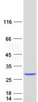 CRYGS Protein - Purified recombinant protein CRYGS was analyzed by SDS-PAGE gel and Coomassie Blue Staining