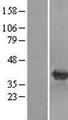 CRYM Protein - Western validation with an anti-DDK antibody * L: Control HEK293 lysate R: Over-expression lysate