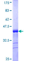 CRYM Protein - 12.5% SDS-PAGE Stained with Coomassie Blue.
