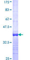 CRYZ Protein - 12.5% SDS-PAGE Stained with Coomassie Blue.