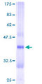 CRYZL1 Protein - 12.5% SDS-PAGE of human CRYZL1 stained with Coomassie Blue
