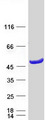CRYZL1 Protein - Purified recombinant protein CRYZL1 was analyzed by SDS-PAGE gel and Coomassie Blue Staining