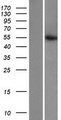 CS / Citrate Synthase Protein - Western validation with an anti-DDK antibody * L: Control HEK293 lysate R: Over-expression lysate