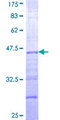 CS1 / CLSTN1 Protein - 12.5% SDS-PAGE Stained with Coomassie Blue.