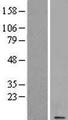 CSAG1 Protein - Western validation with an anti-DDK antibody * L: Control HEK293 lysate R: Over-expression lysate