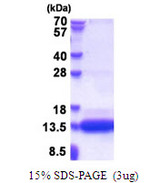CSAG1 Protein