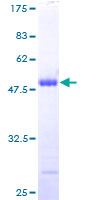 CSDC2 Protein - 12.5% SDS-PAGE of human PIPPIN stained with Coomassie Blue