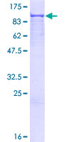 CSDE1 Protein - 12.5% SDS-PAGE of human CSDE1 stained with Coomassie Blue