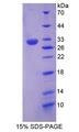CSDE1 Protein - Recombinant Cold Shock Domain Containing Protein E1, RNA Binding By SDS-PAGE